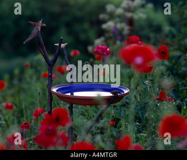 Bagno uccelli con mano figure scolpite tra SHIRLEY Papavero (Papaver rhoeas) / PENNSYLVANIA Foto Stock