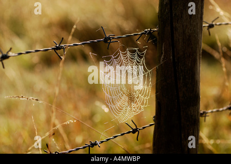 Una spider web,su un autunno mattina,brilla in rugiada Foto Stock