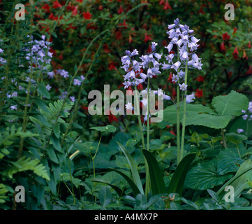 SPANISH BLUEBELLS (ENDIMIONE HISPANICUS; HYACYNTHOIDES HISPANICUS) / PENNSYLVANIA Foto Stock