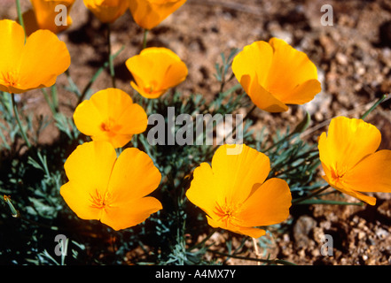 GOLDPOPPY MESSICANO, PAPAVERO D'ORO NEL DESERTO O PAPAVERO D'ORO (ESCHSCHOLTZIA MEXICANA, Eschscholzia californica Cham. ssp. mexicana) / ARIZONA Foto Stock