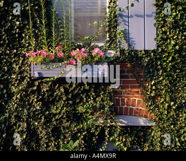Coperto di edera parete Foto Stock
