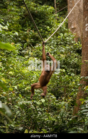 Malaysia Borneo Sabah Sepilok primati giovane Orang utang Pongo pygmaeus appeso corda Foto Stock