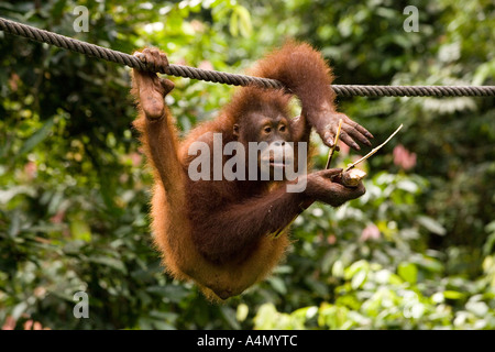Malaysia Borneo Sabah Sepilok primati giovane Orang utang Pongo pygmaeus appeso corda Foto Stock