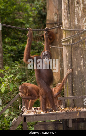 Malaysia Borneo Sabah Sepilok primati maschio Orang utang Pongo pygmaeus con novellame Foto Stock