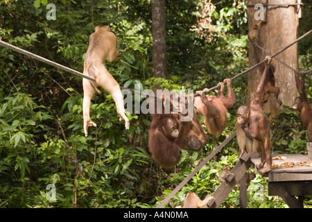 Malaysia Borneo Sabah Sepilok primati giovane Orang utangs Pongo pygmaeus e macaco sulla fune Foto Stock