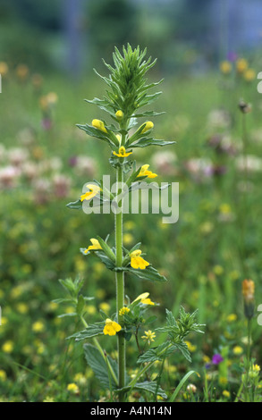 Giallo bartsia Parentucellia viscosa Foto Stock