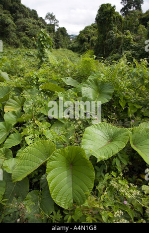 Borneo malese Sarawak Belaga fogliame a bordo della foresta pluviale Foto Stock