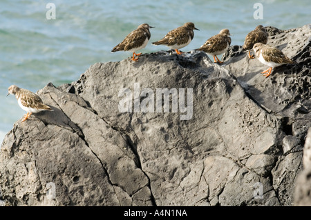 Voltapietre (Arenaria interpres) poggiante su rocce Reibeira Costa Brava, Madeira, Portogallo, Europa Foto Stock