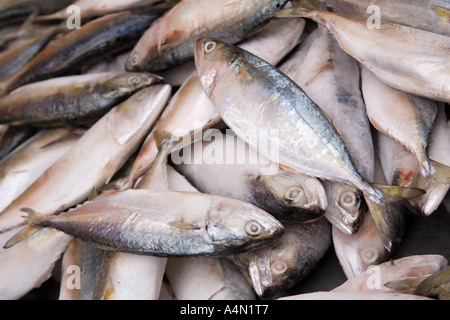 Borneo malese Sarawak Kuching domenica pesce del mercato Foto Stock