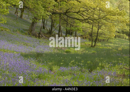 Bluebell boschi a terrazza loughrigg Rydal Lake District Foto Stock