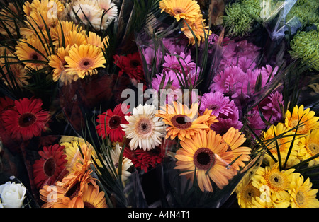 Londra, Regno Unito. Gerbera margherite in vendita presso la Columbia Road flower market Foto Stock