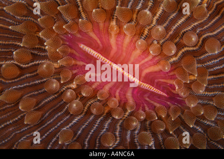 Nm0215 D CORALLO A FUNGO Fungia fungites Indonesia Indo Oceano Pacifico Copyright Brandon Cole Foto Stock