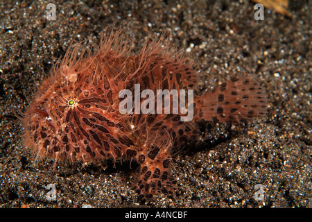 Nm0668 D peloso o Rana pescatrice Rana pescatrice Antennarius striatus Indonesia Indo Oceano Pacifico Copyright Brandon Cole Foto Stock