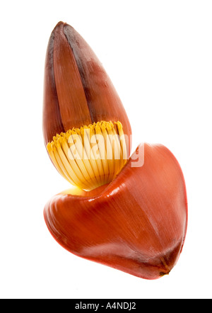 MAKRO MACRO banana flower blossom di Singapore singapur Gomba germoglio di fiore Foto Stock