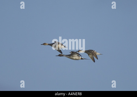 Pintail anatre Anas acuta maschi e due femmine in volo NORFOLK REGNO UNITO Febbraio Foto Stock