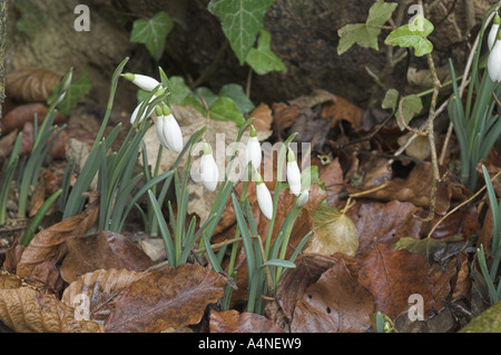 Bucaneve Galanthus nivalis nel bosco understorey Norfolk Febbraio Foto Stock