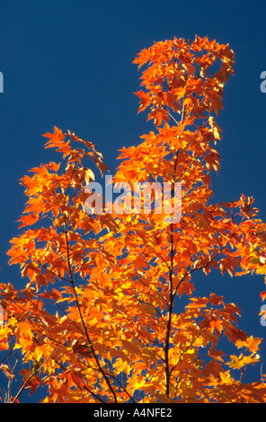 Il brillante annuale tripudio di autunno caduta delle foglie contro un incredibile cielo blu in Québec ,"Foglie di autunno contro il cielo blu" Foto Stock