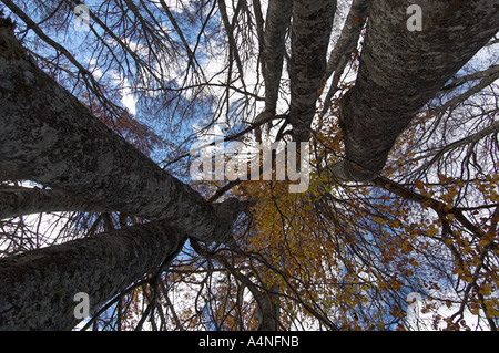 Faggi Hêtres Hayas Fagus sylvatica Artiga de Lin Valle de Arán Spagna Foto Stock