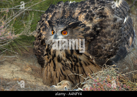 Gufo reale Bubo bubo spagna condizioni controllate Foto Stock