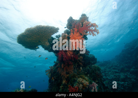 Testa di corallo che ospita una varietà di sani e morbidi coralli duri canale Ulong Palau Micronesia Foto Stock