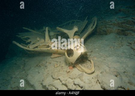 Tartaruga Verde Chelonia Mydas scheletro giacente all'interno del tempio nella grotta di Doom Palau Micronesia Foto Stock