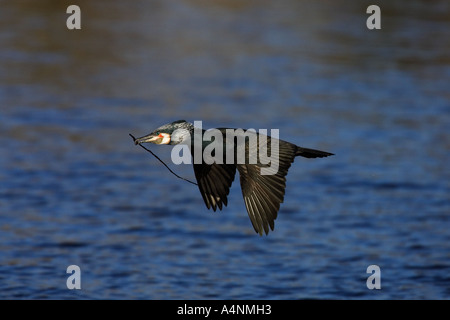 Cormorano Phalacrocorax carbo in volo con materiale di nidificazione paxton box cambridgeshire Foto Stock