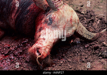 Funerale sacrificio in Tana Toraja, Sulawesi Indonesia Foto Stock