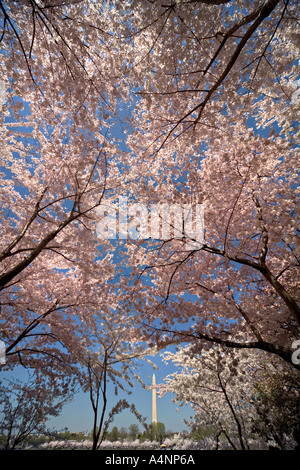 Il Monumento a Washington con fiori di ciliegio alberi all'Cherry Blossom Festival. Cerca fino al blu del cielo attraverso il baldacchino di fiori. Foto Stock