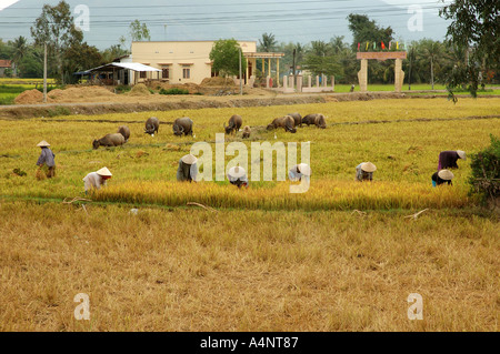 Raccolta del riso vicino a Hoi An Vietnam del Sud Est asiatico il vietnamita orient oriental Foto Stock