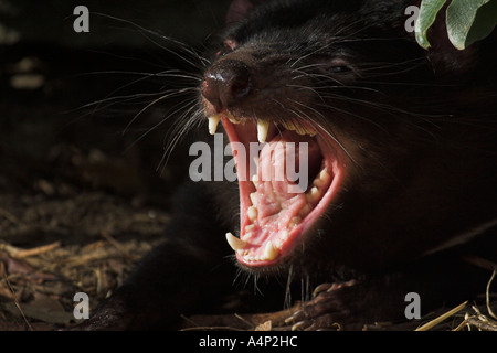 Diavolo della Tasmania sarcophilus laniarius harrisi Foto Stock