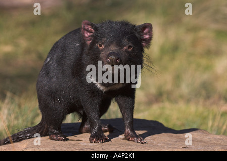 Diavolo della Tasmania sarcophilus laniarius harrisi Foto Stock