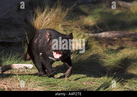 Diavolo della Tasmania sarcophilus laniarius harrisi Foto Stock