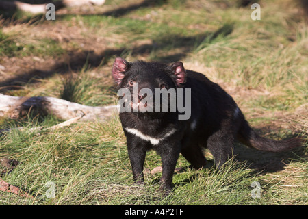 Diavolo della Tasmania sarcophilus laniarius harrisi Foto Stock