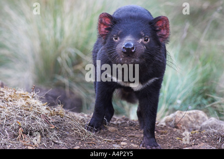 Diavolo della Tasmania sarcophilus laniarius harrisi Foto Stock