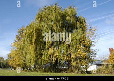 Salice piangente albero leafs foglie Foto Stock