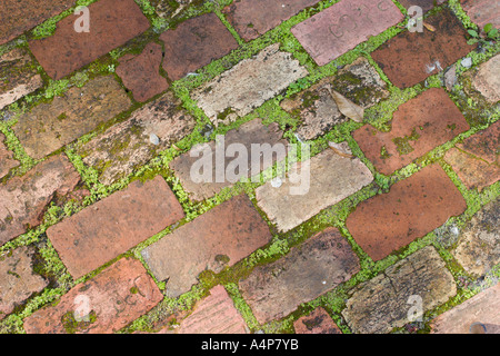 I mattoni disposti in modo uniforme con muschio verde che cresce dalle crepe formano un passaggio pedonale nel Rainbow Springs State Park vicino a Dunnellon Florida, Stati Uniti Foto Stock