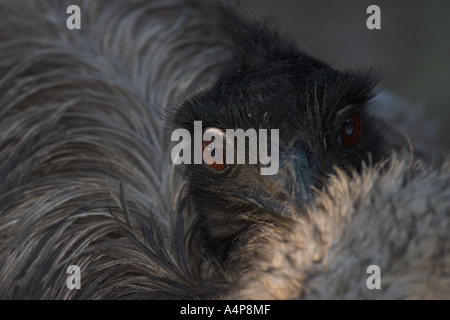 L'UEM, dromaius novaehollandiae Foto Stock
