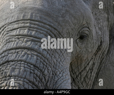 Elefante africano Loxodonta africana Foto Stock