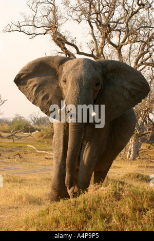 Elefante africano Loxodonta africana in carica Foto Stock