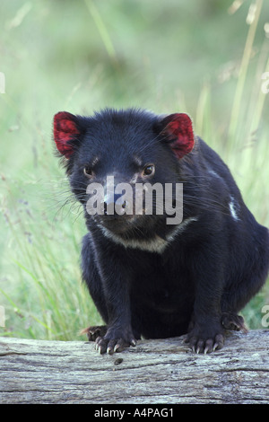 Diavolo della Tasmania, sarcophillus harrisi laniarus seduto su un log Foto Stock