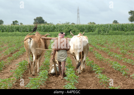 ANG77670 tradizionale e modo convenzionale di agricoltura in India con aratro e due ox Foto Stock