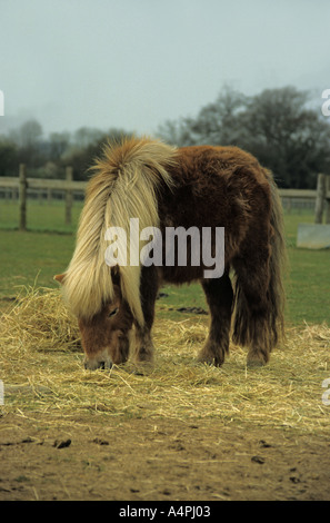 Pony shetland pascolare nel campo Foto Stock