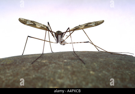 Cranefly Foto Stock