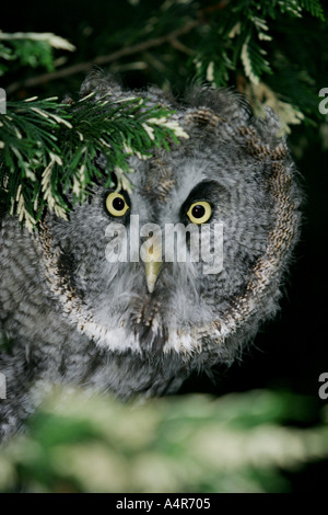 Grande gufo grigio che spuntavano dal fogliame di conifere Foto Stock