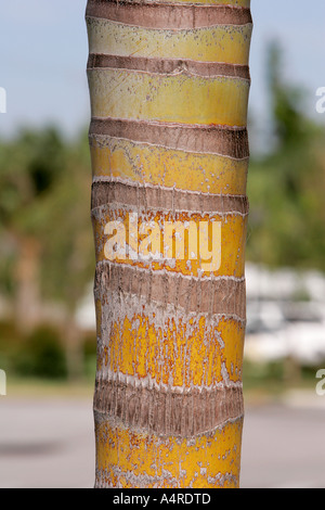 Close up di una monocromatica palme corteccia texture vetraio dettaglio struttura natura orange tree la crescita di legno duro texture groove stru Foto Stock