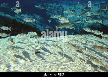 Triglia di nuoto in Florida la molla Foto Stock