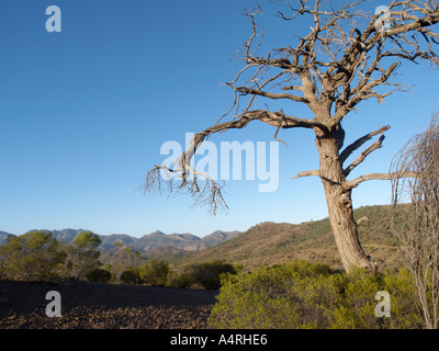 Vista di Flinders Ranges National Park durante un viaggio bunyeroo sentiero vicino a Wilpena Pound South Australia Foto Stock