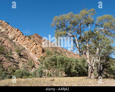 Geologiche caratteristiche rock Flinders Ranges National Park durante un viaggio bunyeroo sentiero vicino a Wilpena Pound South Australia Foto Stock