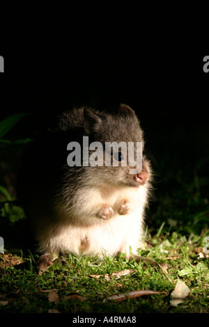 Rufous bettong aepyprymnus rufescens Foto Stock