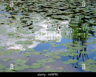 Lily Pond nel Cheshire, Regno Unito Foto Stock